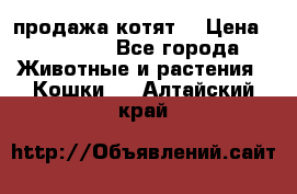 продажа котят  › Цена ­ 15 000 - Все города Животные и растения » Кошки   . Алтайский край